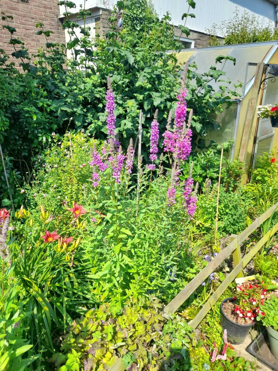Grote kattenstaart