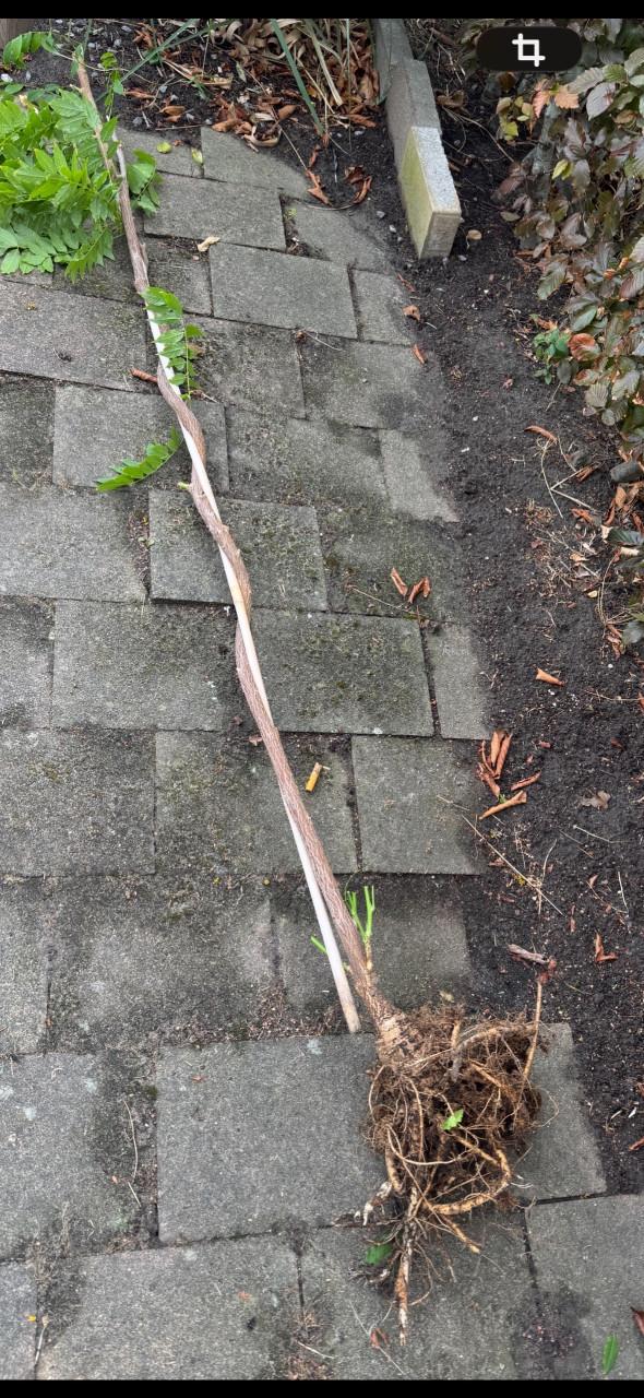 Witte regen(wisteria floribunda) Te Koop