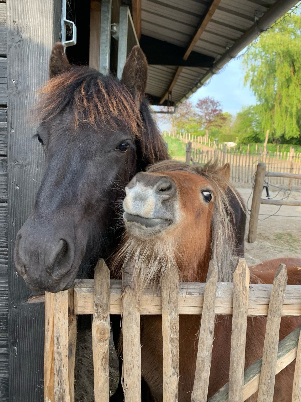Knappe Fell pony merrie