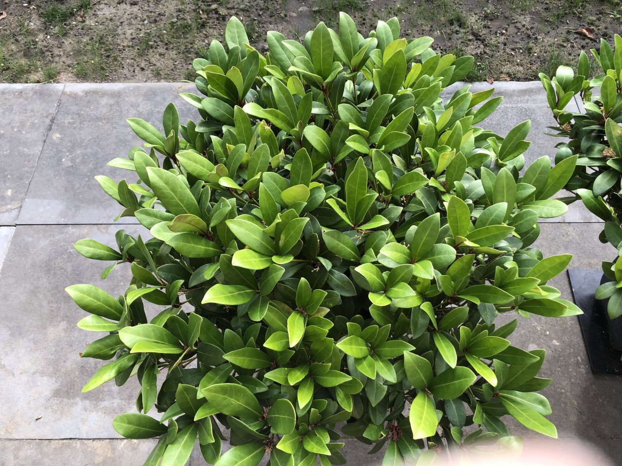 Twee Skimmia planten voor buiten