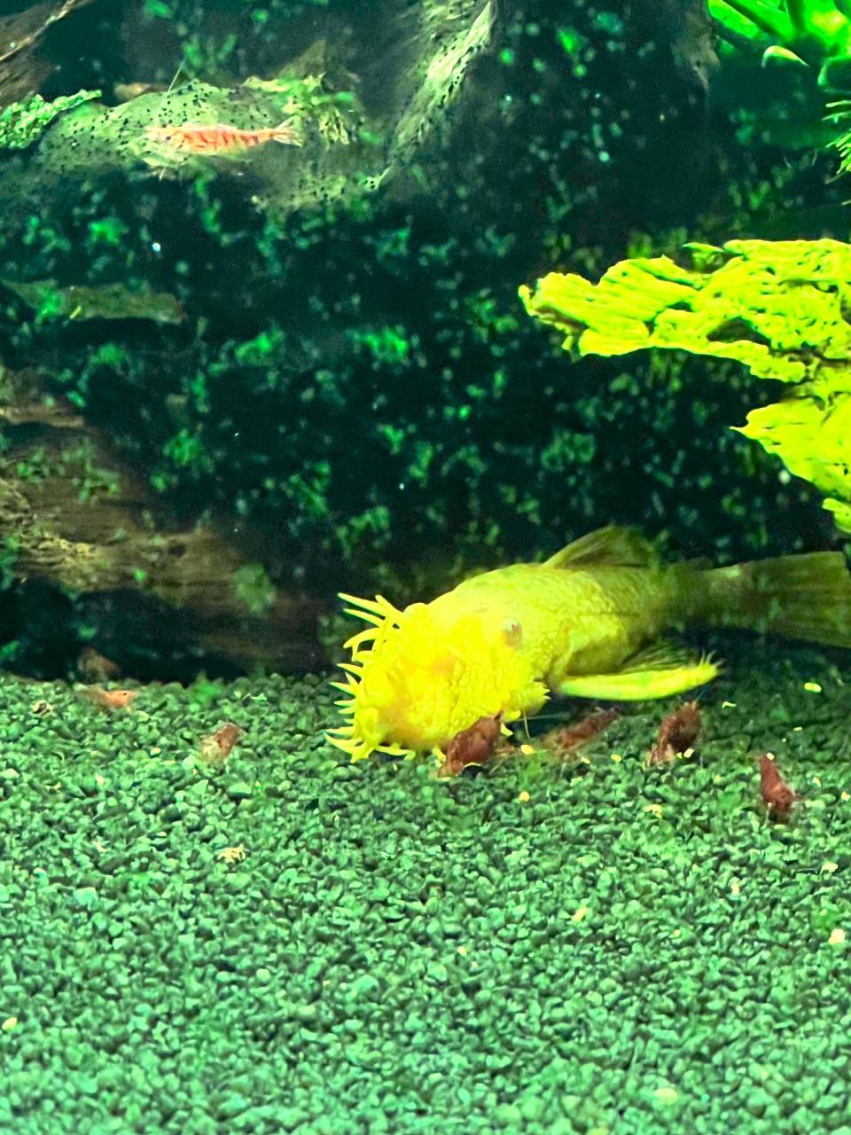 Geel/Gouden algeneter