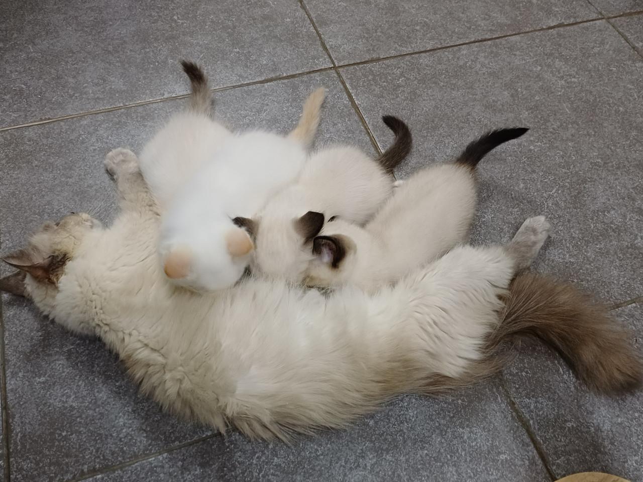 Super leuke Ragdoll kittens met stamboom beschikbaar.