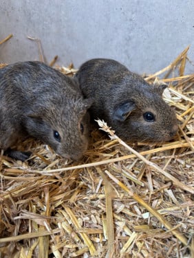 Jonge cavia’s