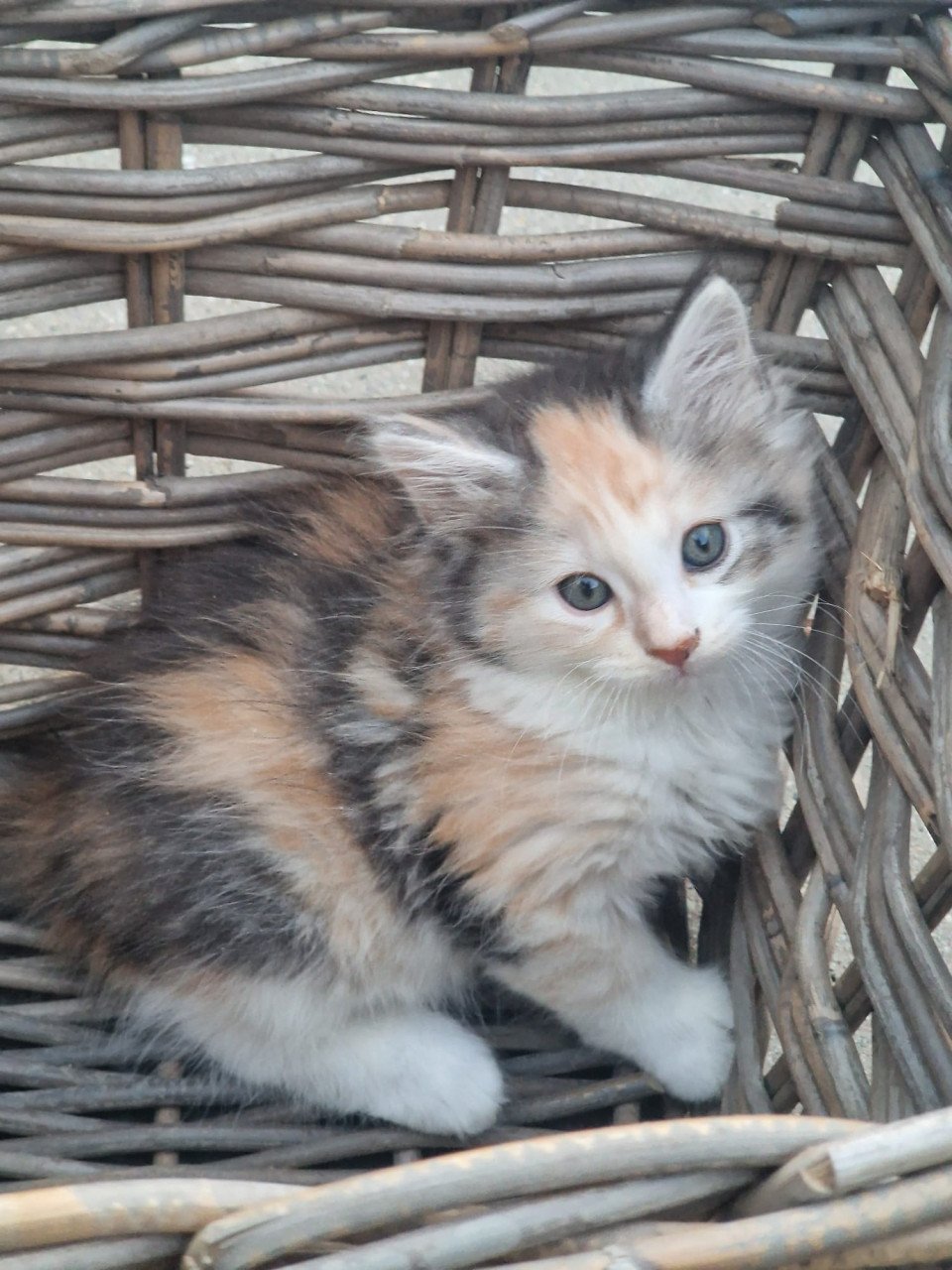 Te koop mooie Maine Coon kittens