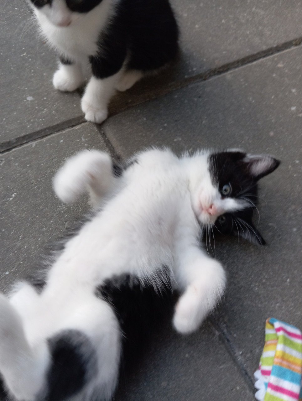 Kittens half langhaar zwart-wit