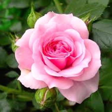 Tuinonderhoud op Walcheren en Noord-Beveland.