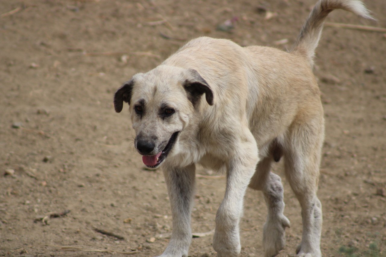 Alora Dog Rescue: Logan, grote knuffelbeer zoekt een baasje