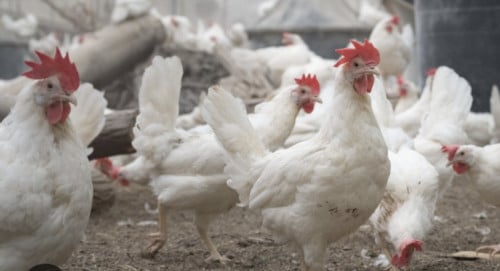 Witte leghorn