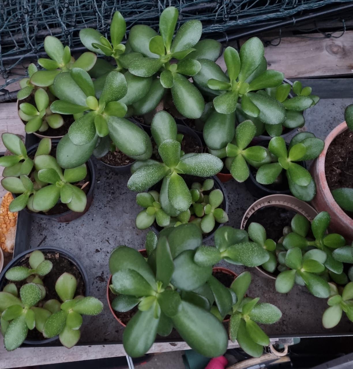 Vetplanten - jadeplanten