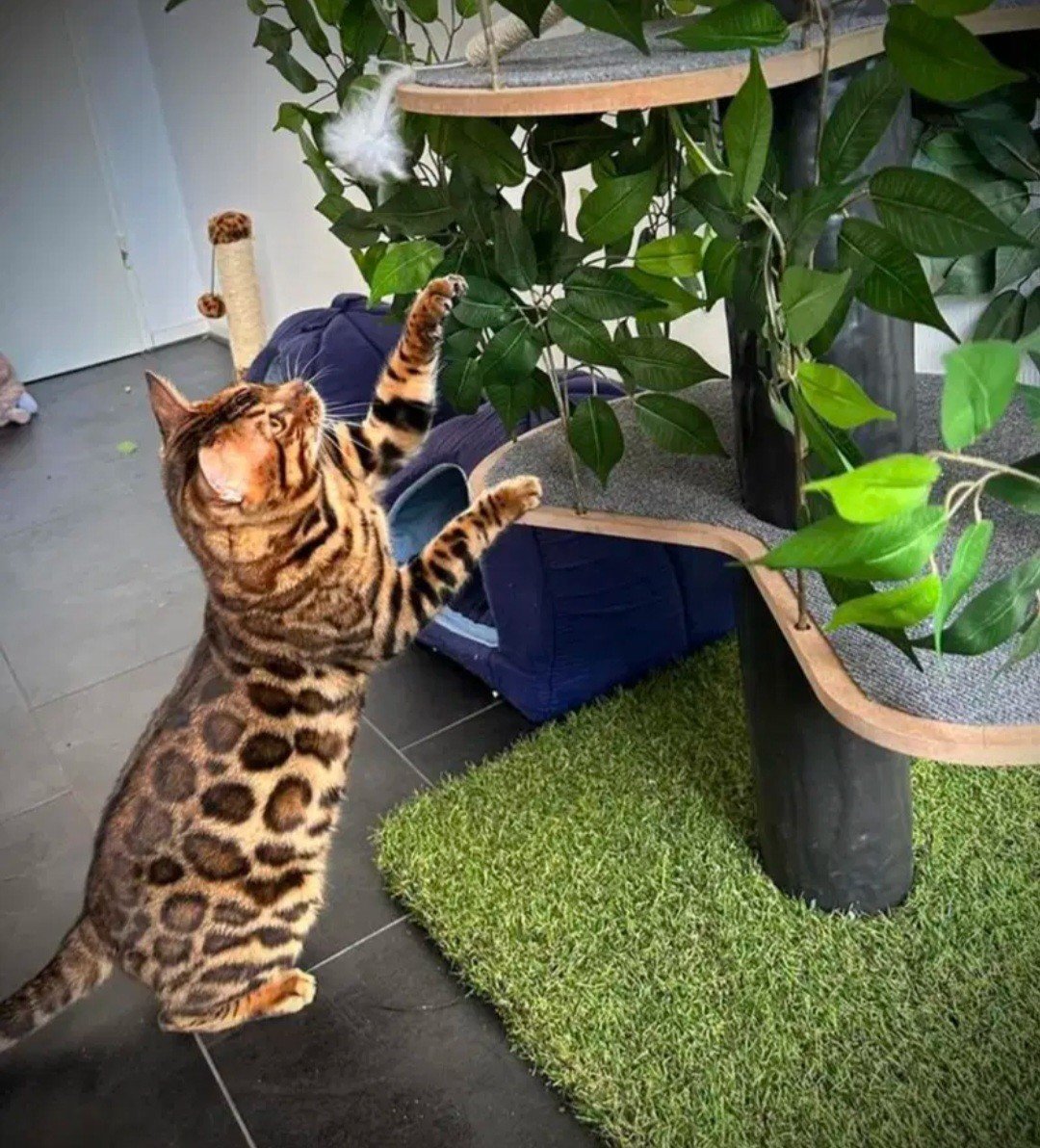 Bengaalse kittens te koop met stamboom