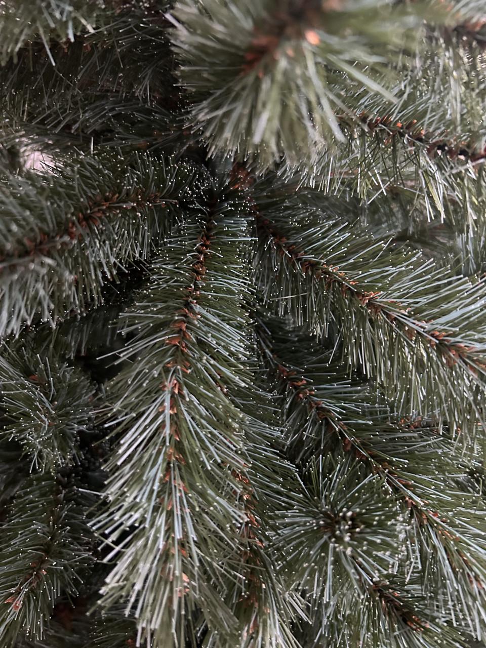 Kerstboom Romagne Intratuin