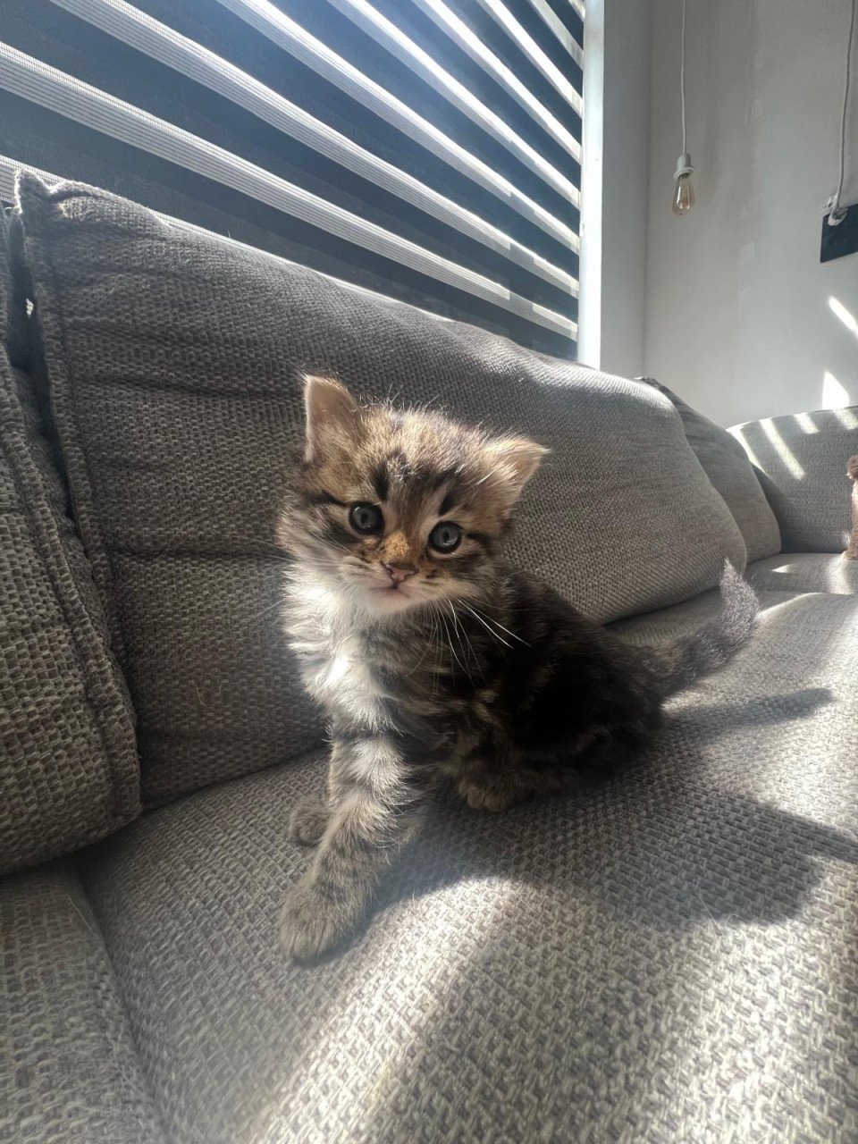 Siberische bos kat kittens