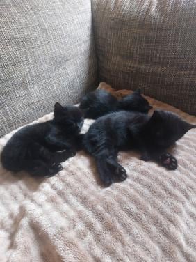 2 zwarte kittens m/v