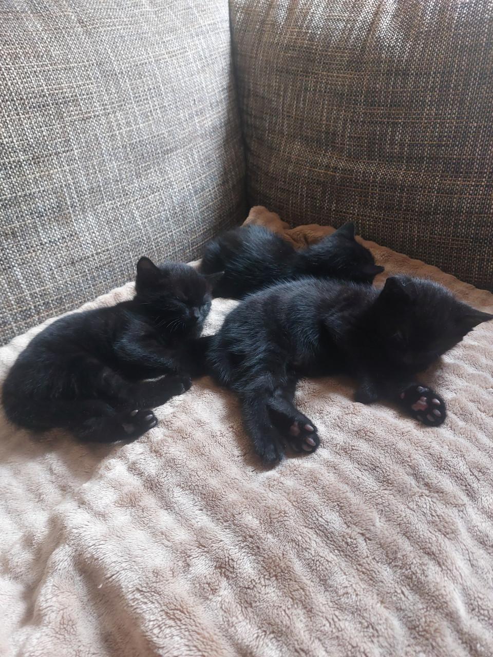 2 zwarte kittens m/v