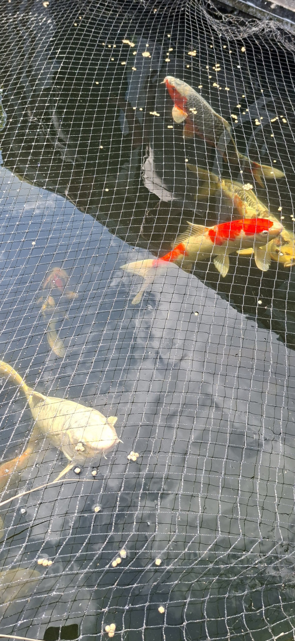Koi/ karper / vijvervissen