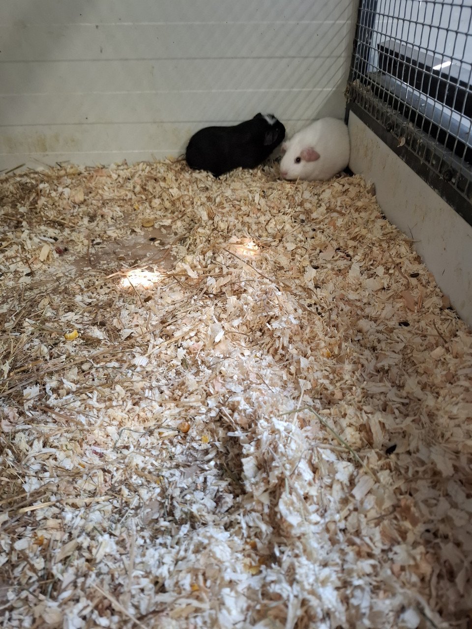 Ruime keuze cavia's en konijnen