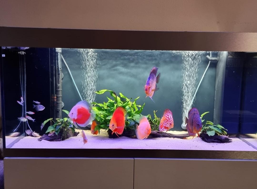 Oase Highline 300 / Discusvissen