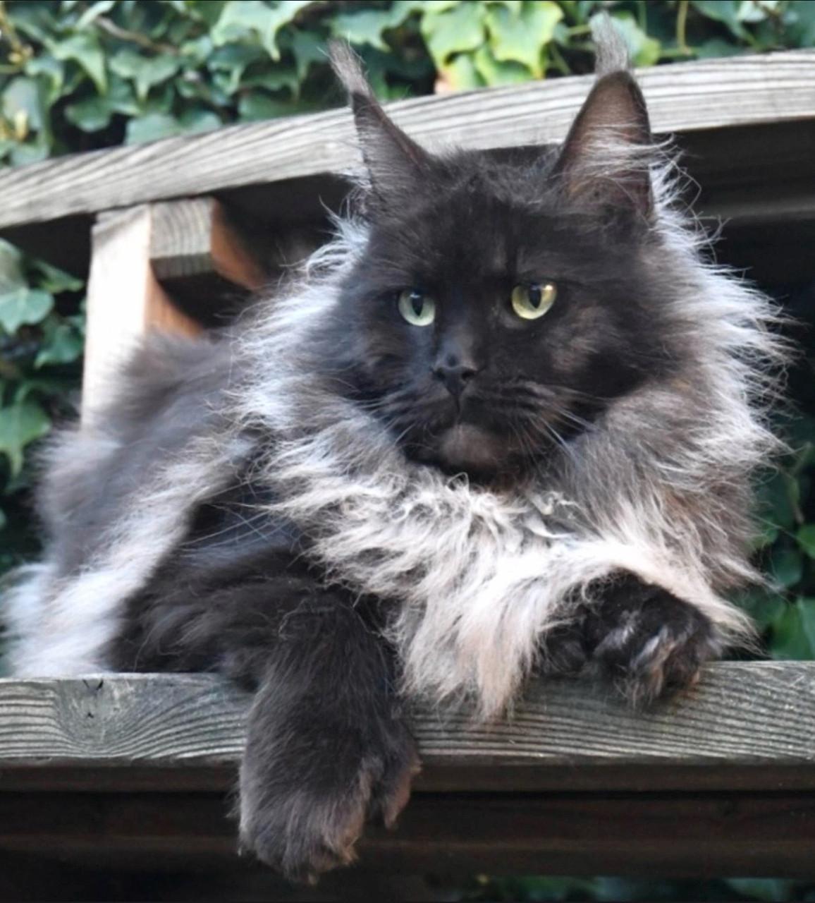 Black Smoke Polydactyl Maine Coon met stamboom