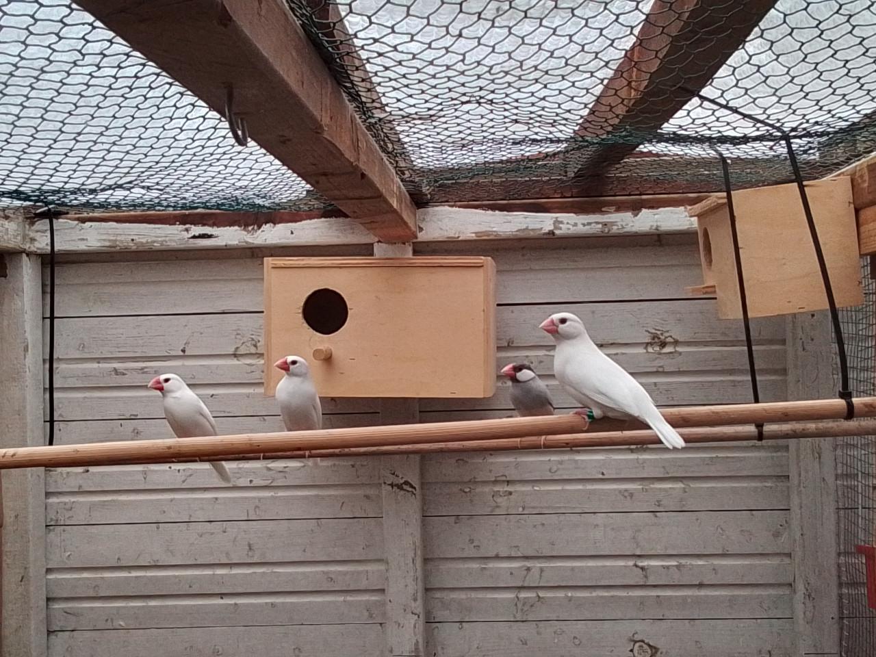 Rijstvogels