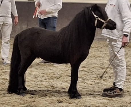 Shetlander hengst 3 jaar