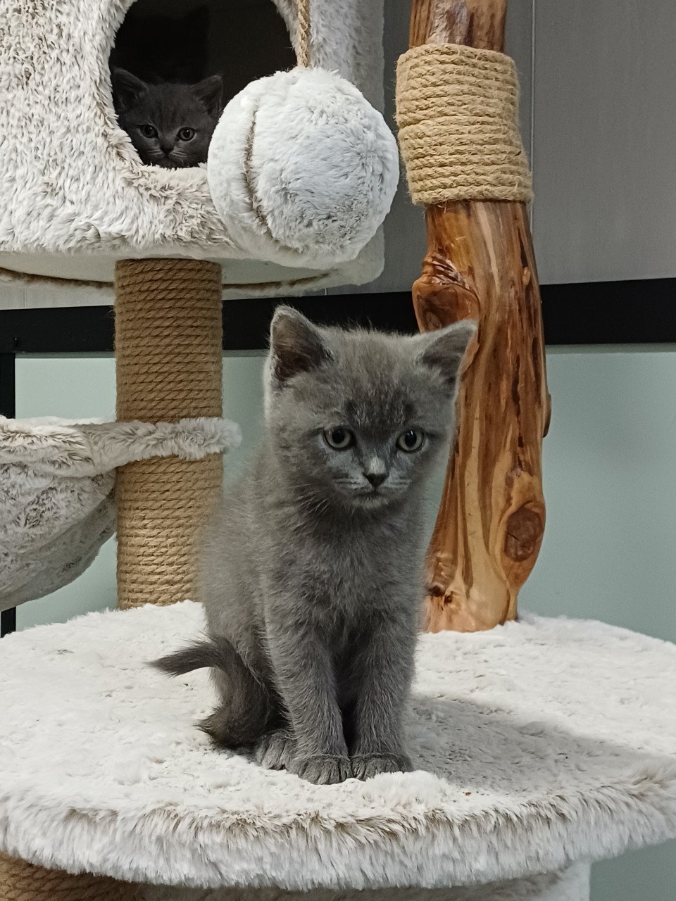 Leuke Brits Korthaar x Ragdoll kittens beschikbaar