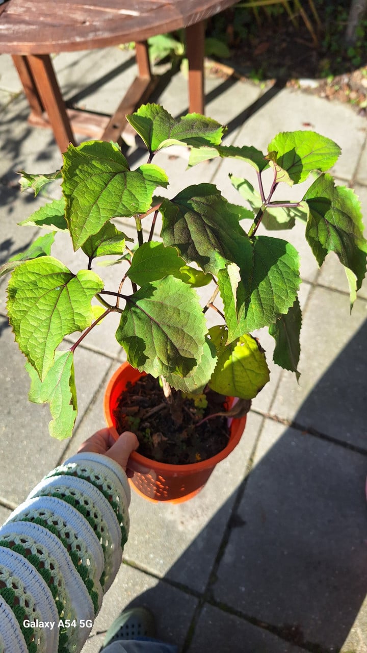 Pindakaasplant