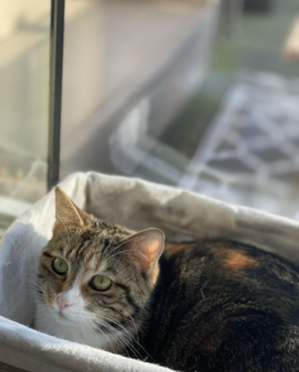 Lieve mooie volwassen poes