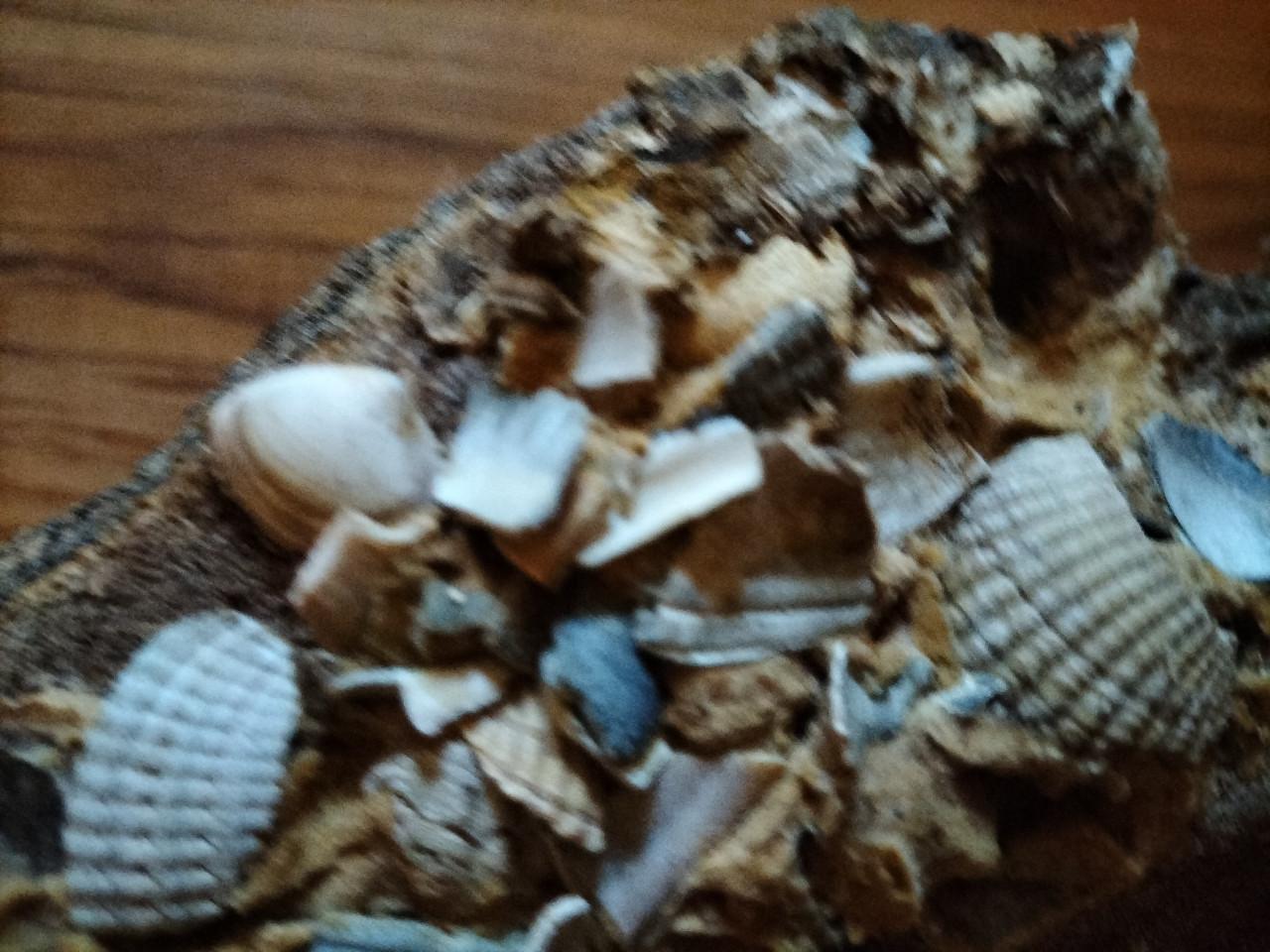 Houten paal met schelpen