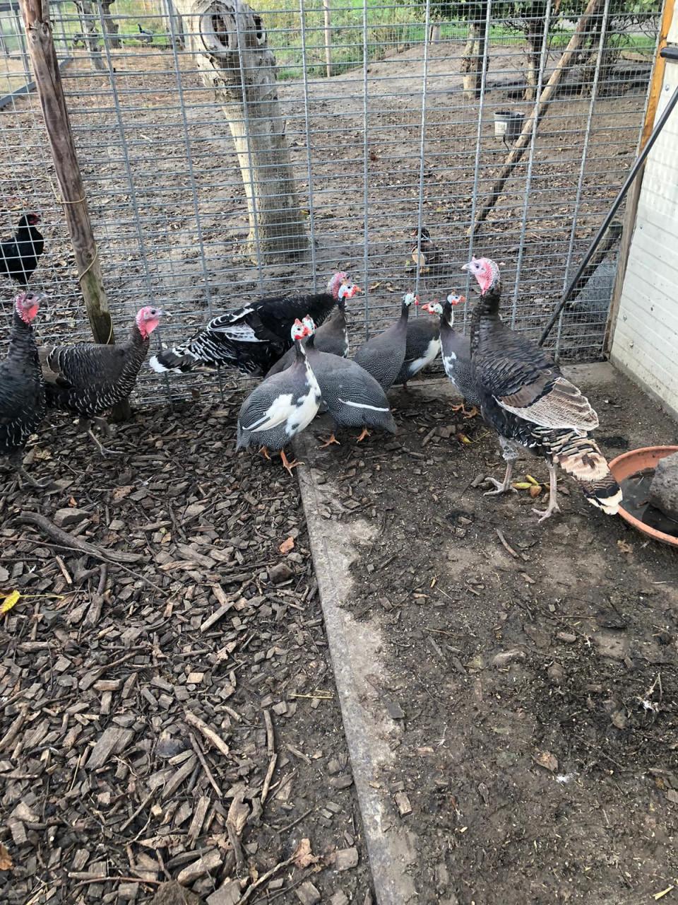 Kalkoenen en Parel hoenders