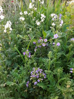 Polemonium, Jacobsladder