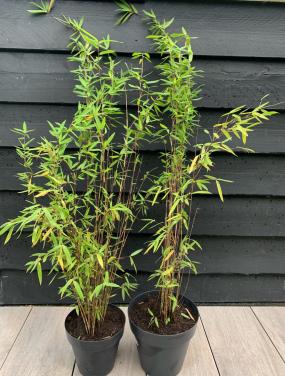 Zwarte bamboe in pot per stuk 7,50