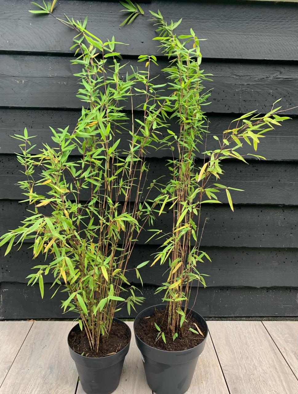 Zwarte bamboe in pot per stuk 7,50