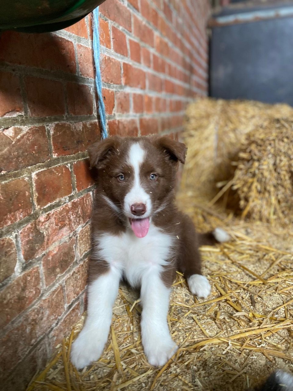 Prachtige pups te koop