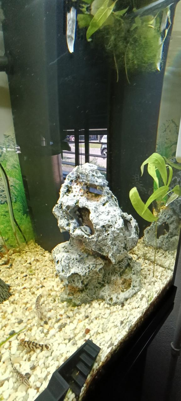 Juwel Rio 180 aquarium