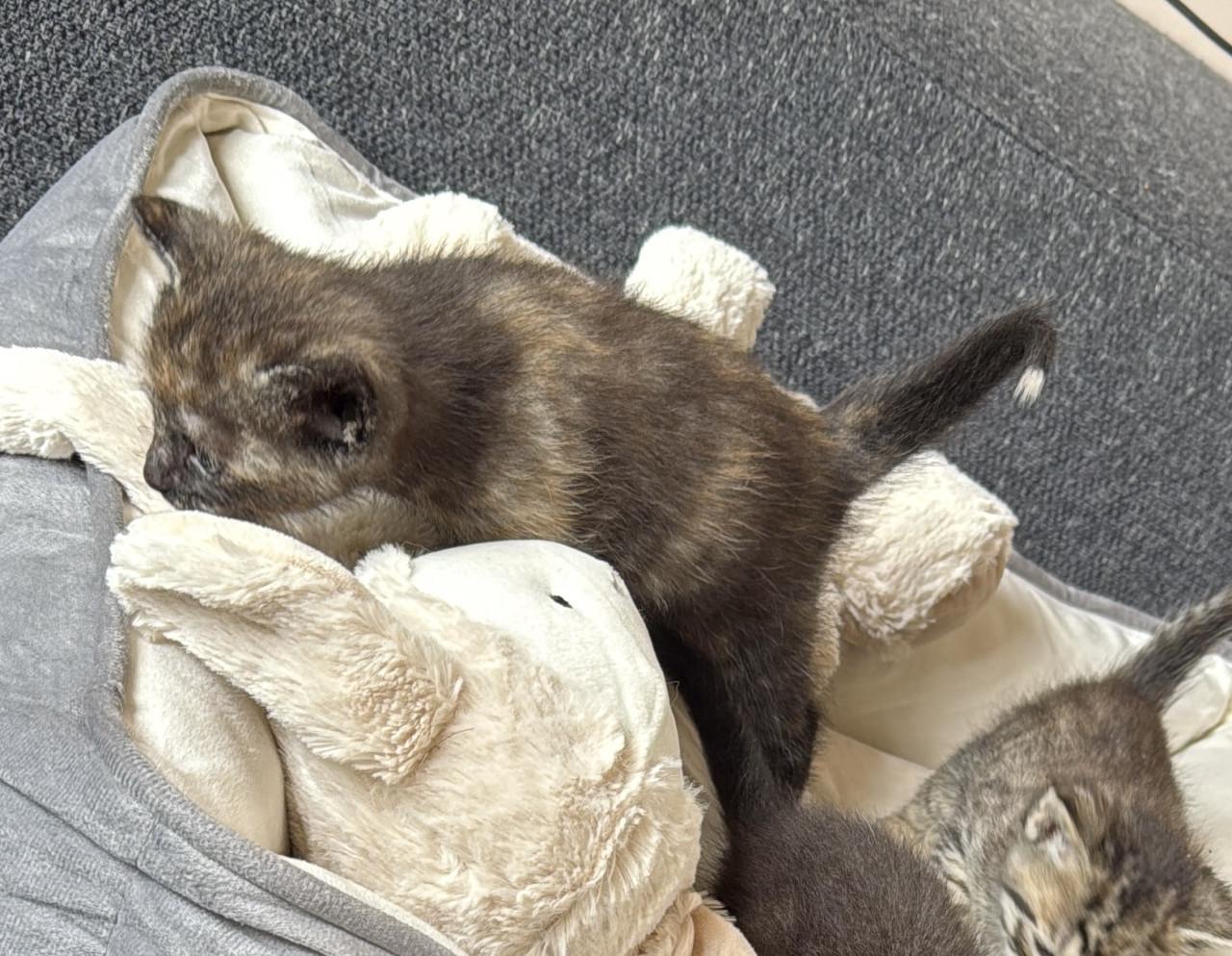 2 kittens te reserveren