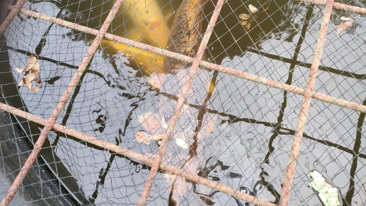 Koi vissen