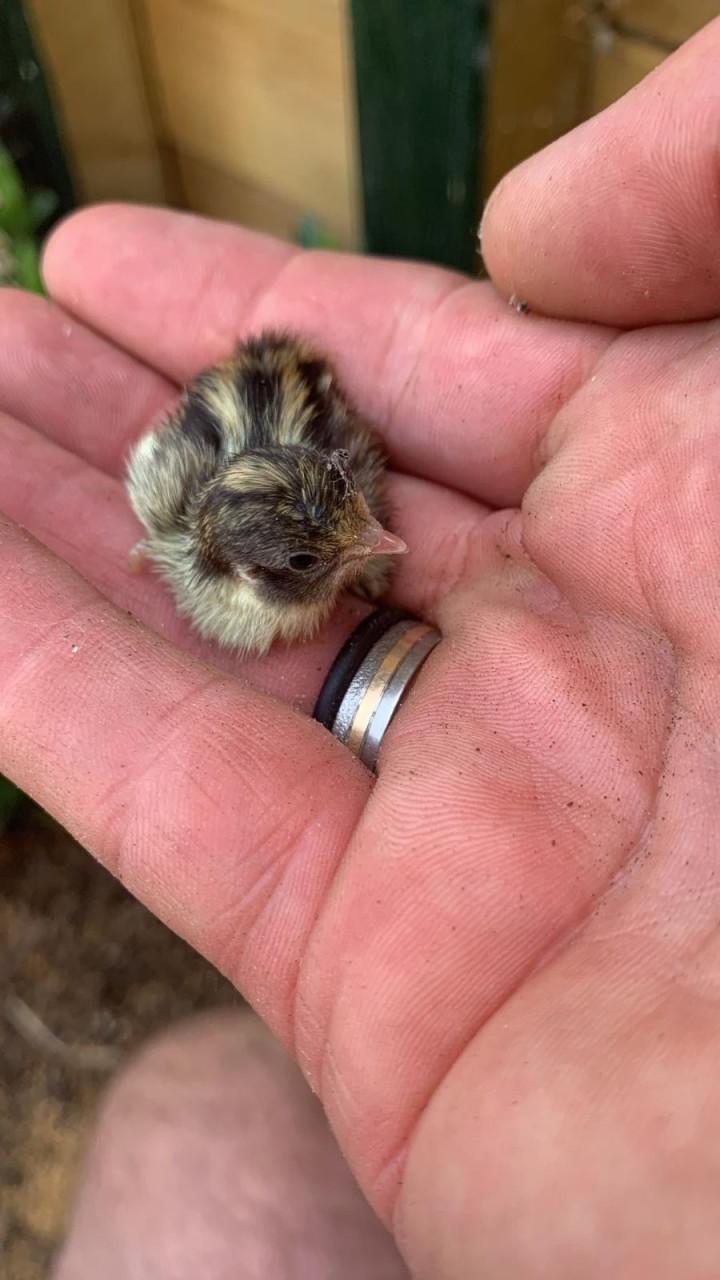 Jonge Dwerg kwartels