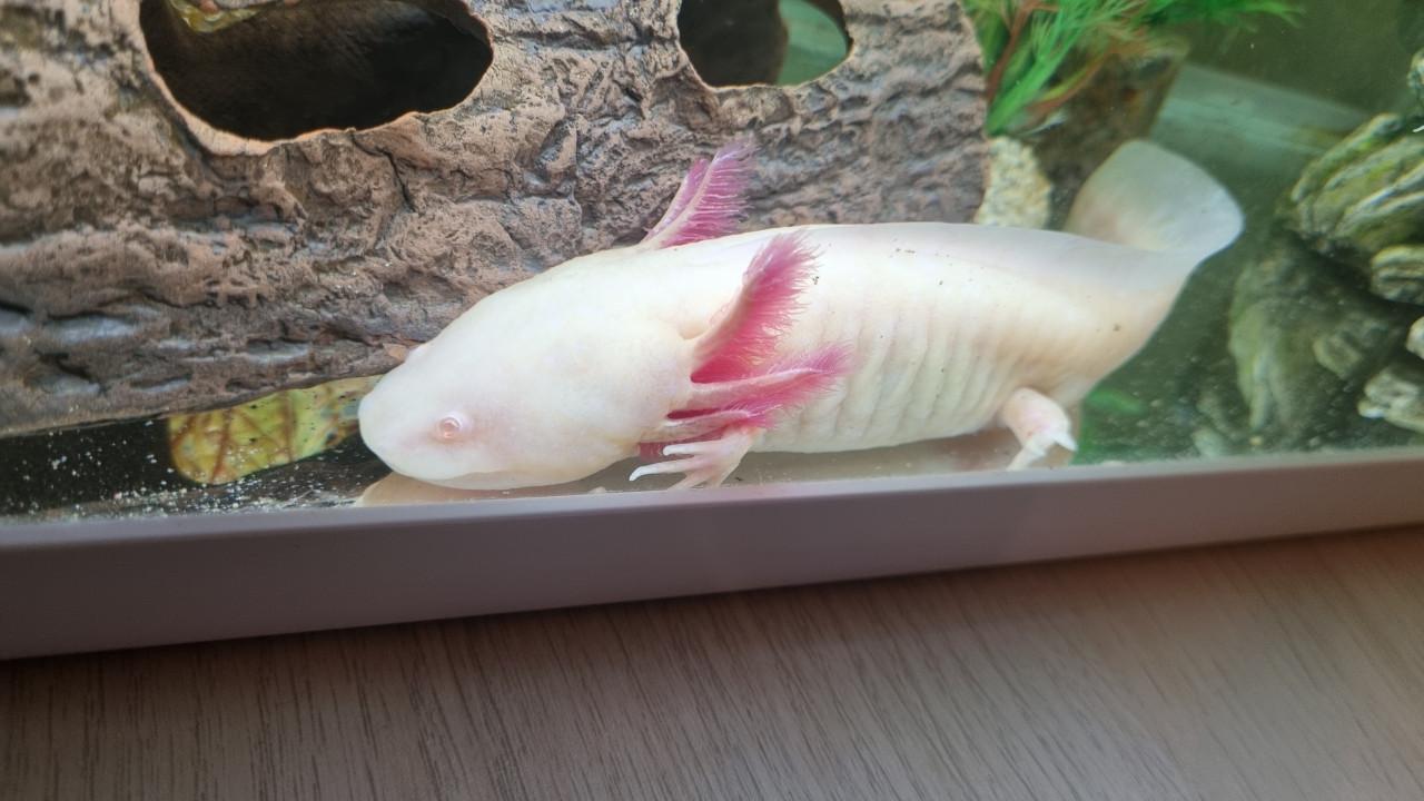 Axolotl albino