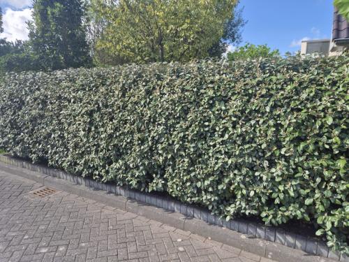 Olijfwilg planten vanuit de volle grond,nu weer te bestellen