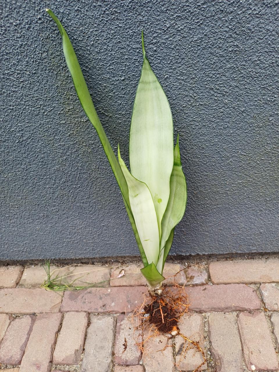 Prachtige volgroeide STEKKEN van de Sansevieria Moonshine