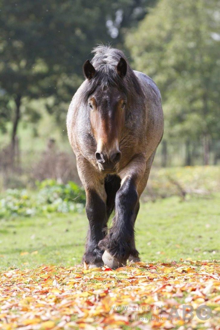 Aanbieding februari - schilderij van je paard of pony vanaf € 50,00
