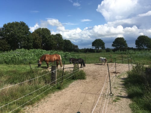 Prachtige pensionplek voor 1(misschien 2) paarden/ pony's/ shets aangeboden