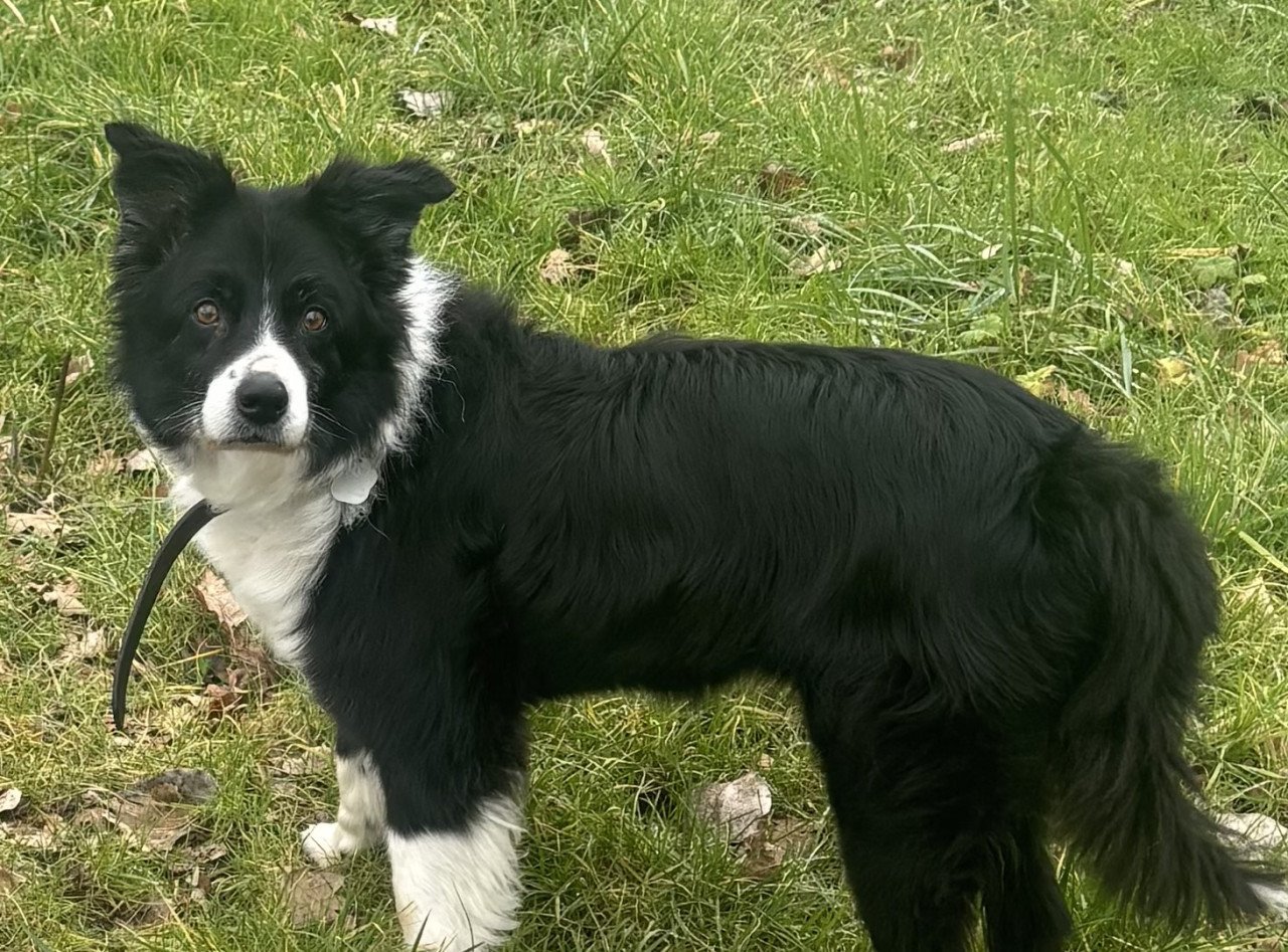 Bordercollie
