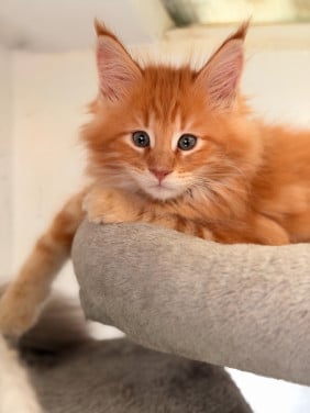 Maine Coon kittens