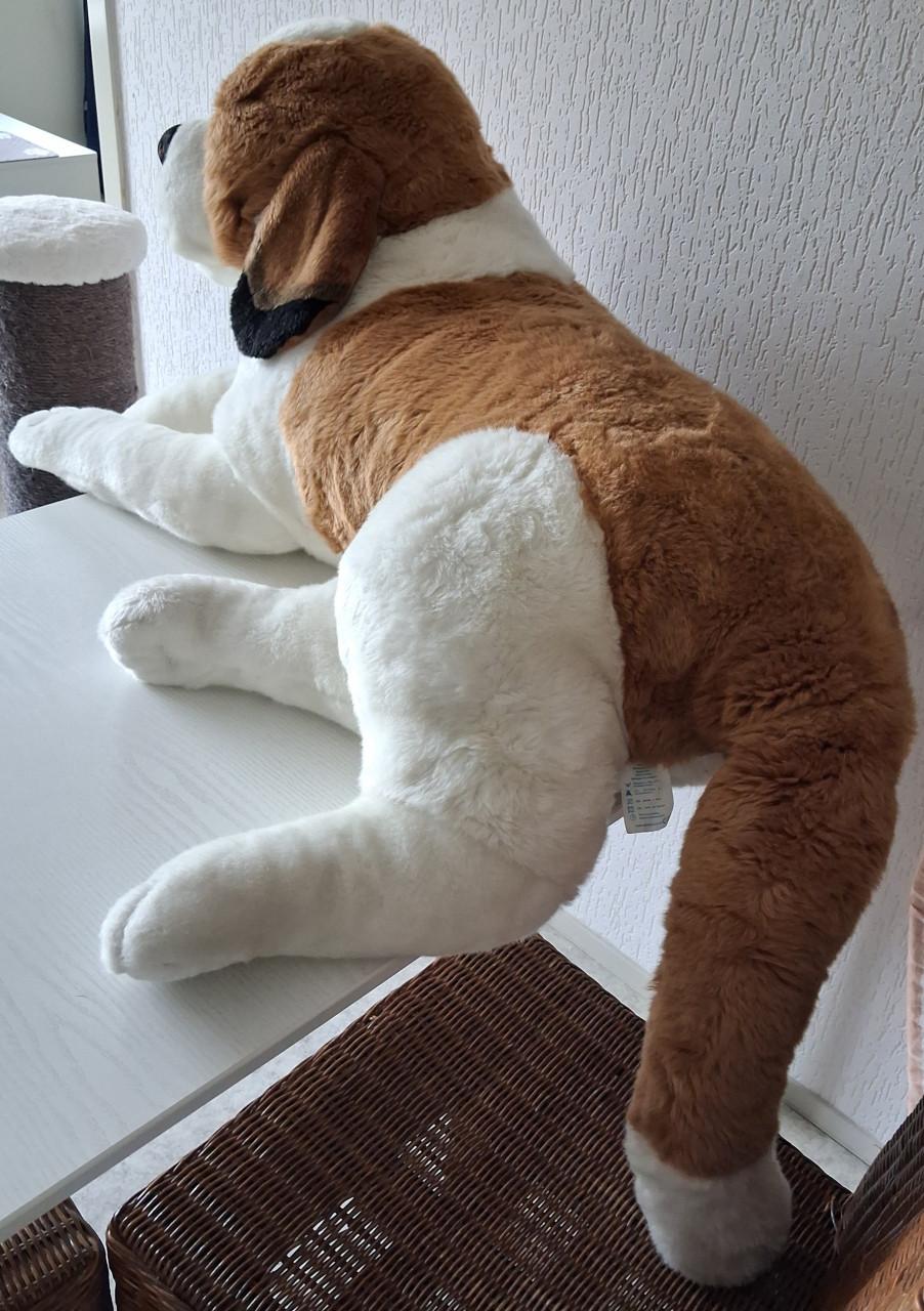 Zeldzame Sint Bernard Happy Bear knuffel XXL