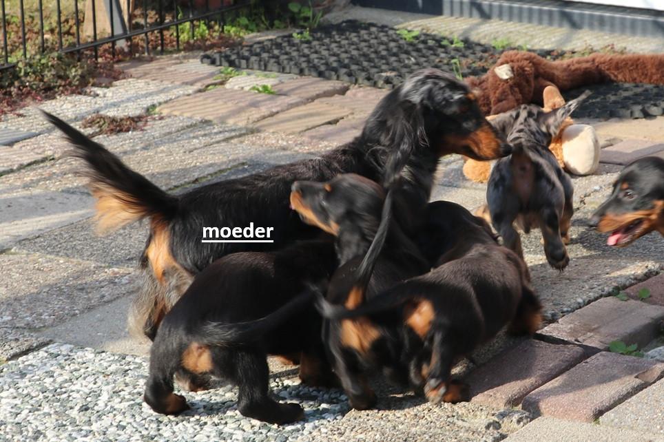 Dwerg Teckel pups