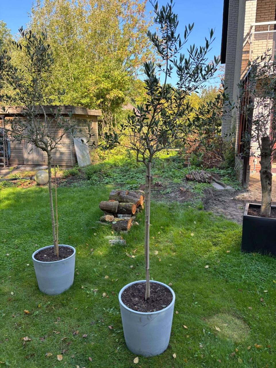 Drie olijfbomen in pot