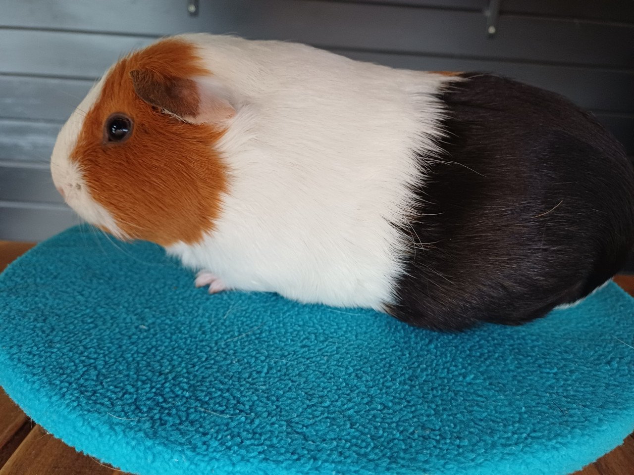 Diverse cavia's aangeboden