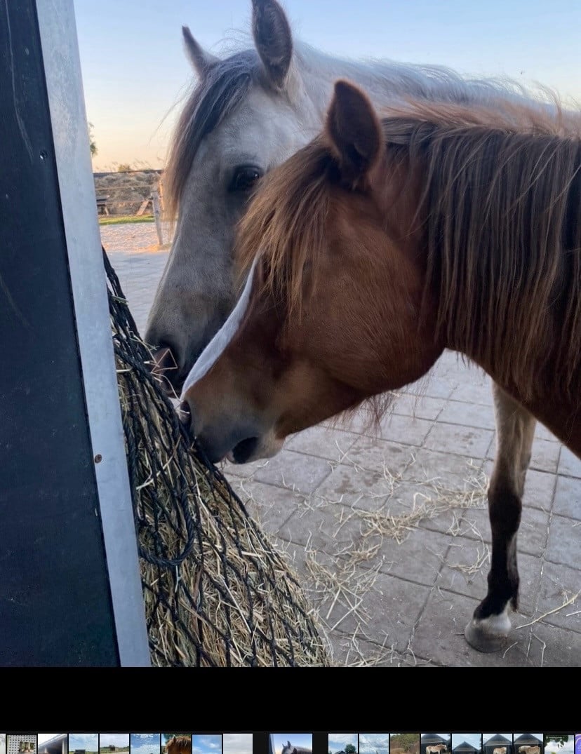 Plekje vrij voor pony (stal, wei, paddock, track)