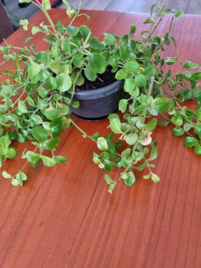 Gratis plant
